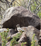 Pyrrhuloxia 4833